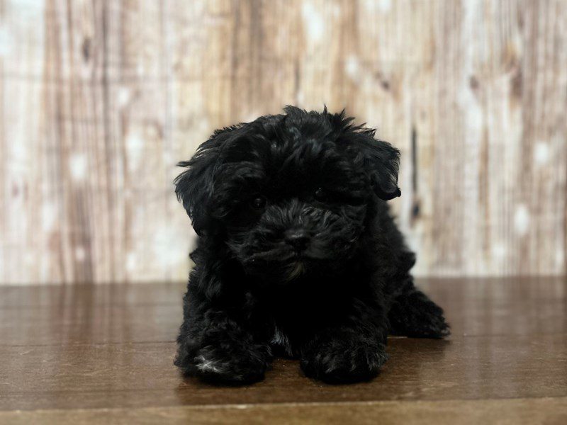 [#4238] Porter - Black Male YorkieChon Puppies for Sale