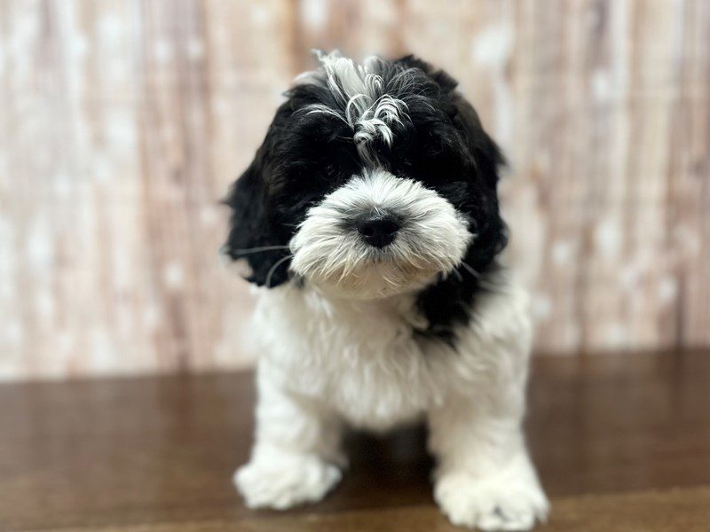 [#4231] Griffin - Black and white Male Shihpoo Puppies for Sale