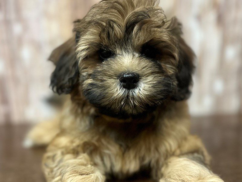 [#4235] Layla - Brown and black Female Shihpoo Puppies for Sale