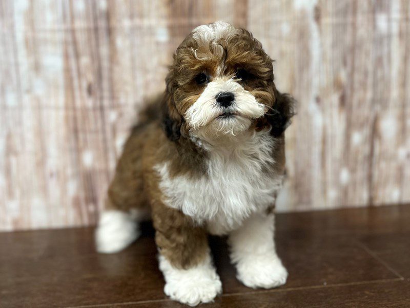 [#4234] Zora - Brown and white Female Shihpoo Puppies for Sale