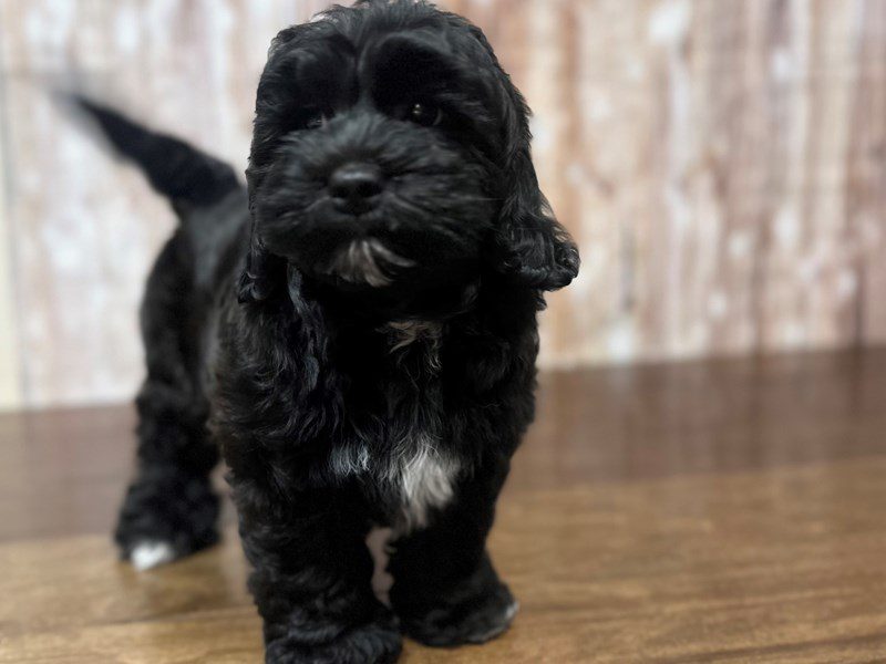 [#4232] Ridge - Black with white Male Shihpoo Puppies for Sale