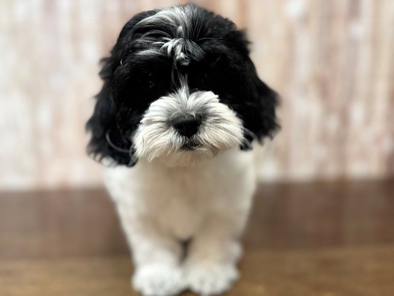 [#4233] Hattie - Black and white Female Shihpoo Puppies for Sale
