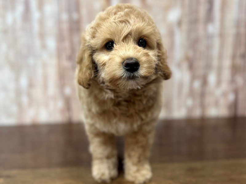 [#4239] Maxx - Apricot Male F1BB Mini Labradoodle Puppies for Sale