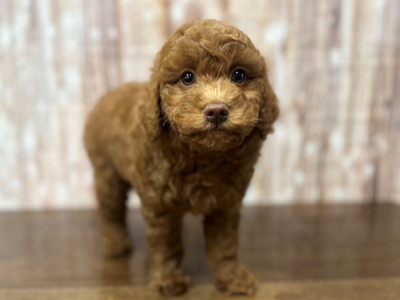[#4240] Clifford - Red Male F1BB Mini Labradoodle Puppies for Sale