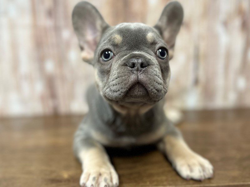[#4242] Lucy - Lilac and tan Female French Bulldog Puppies for Sale