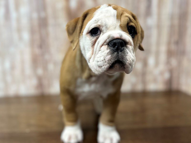 [#4244] Anastasia - Brown and white Female English Beabull Puppies for Sale