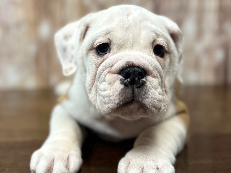 [#4243] Victoria - Brown and white Female English Beabull Puppies for Sale