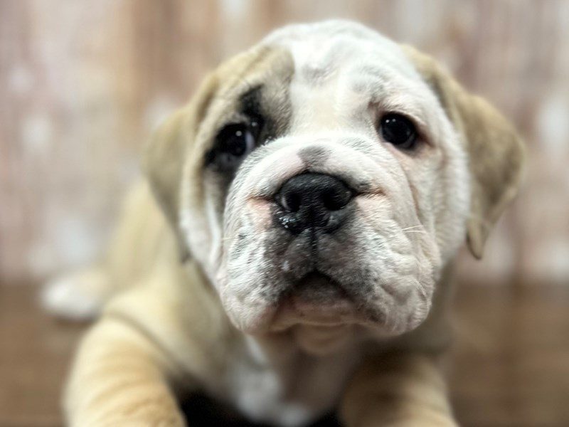 [#4248] Ozzy - Tan and white Male English Beabull Puppies for Sale