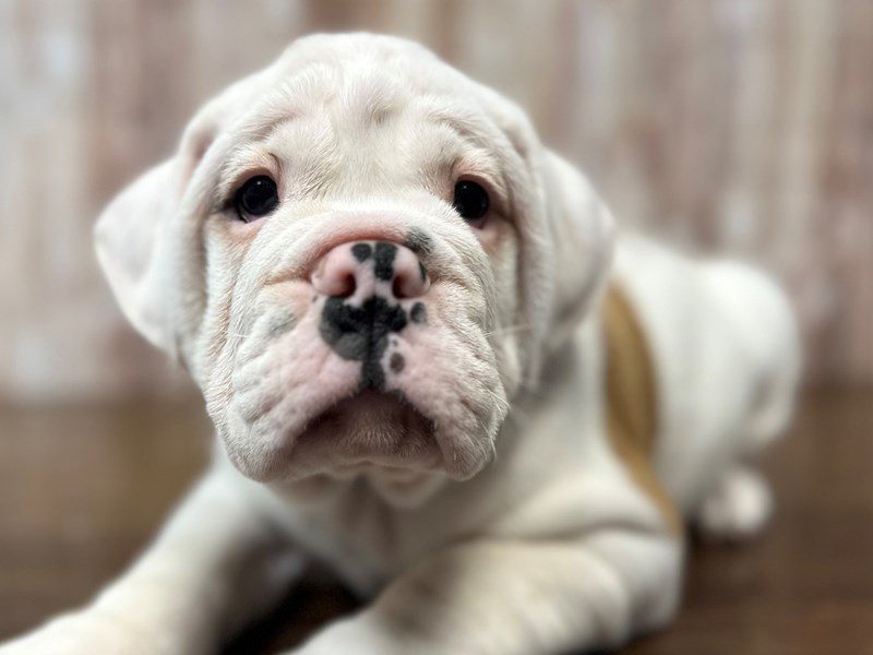 [#4249] Hardy - White and brown Male English Beabull Puppies for Sale