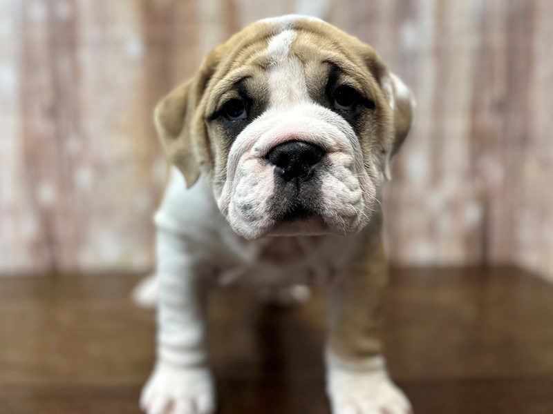 [#4247] Carver - Tan and white Male English Beabull Puppies for Sale