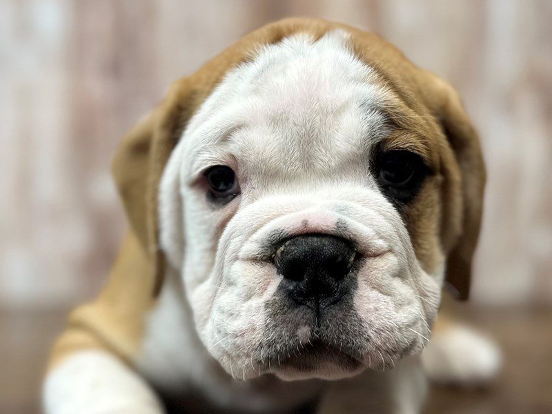[#4246] Kevin - Brown and white Male English Beabull Puppies for Sale