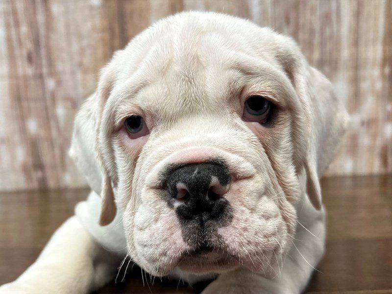 [#4245] Kodiak - White and tan Male English Beabull Puppies for Sale