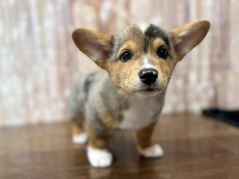 [#4252] Shaw - Merle Male Pembroke Welsh Corgi Puppies for Sale