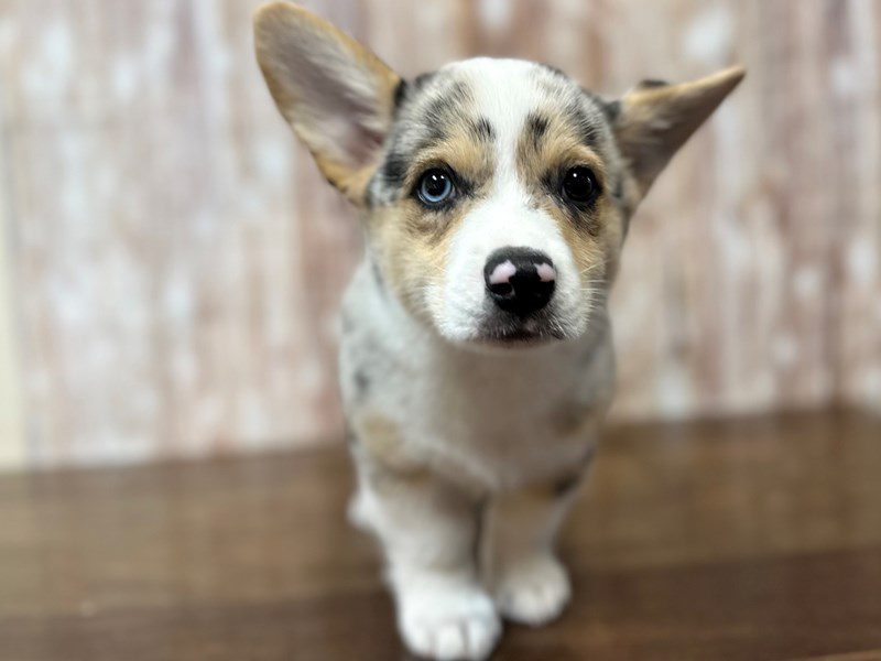 [#4256] Tuck - Blue Merle Male Pembroke Welsh Corgi Puppies for Sale