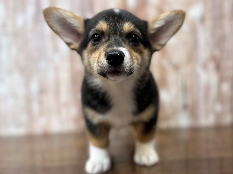 [#4250] Trixx - Tri color Female Pembroke Welsh Corgi Puppies for Sale