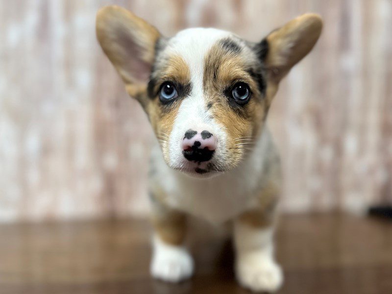 [#4254] Emerson - Blue Merle Male Pembroke Welsh Corgi Puppies for Sale