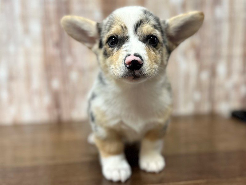[#4253] Oswald - Blue Merle Male Pembroke Welsh Corgi Puppies for Sale