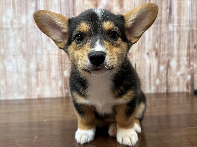 [#4255] Harland - Tri color Male Pembroke Welsh Corgi Puppies for Sale