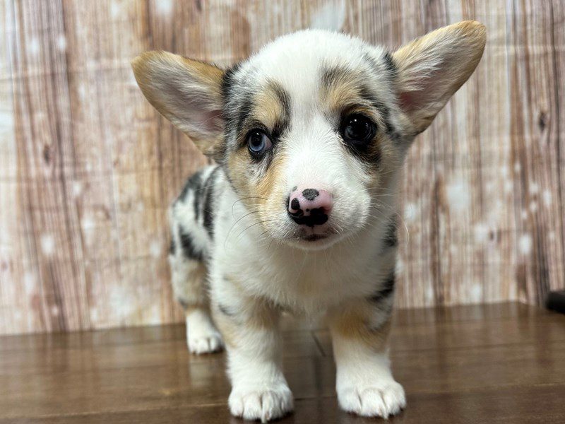 [#4251] Kyra - Blue Merle Female Pembroke Welsh Corgi Puppies for Sale