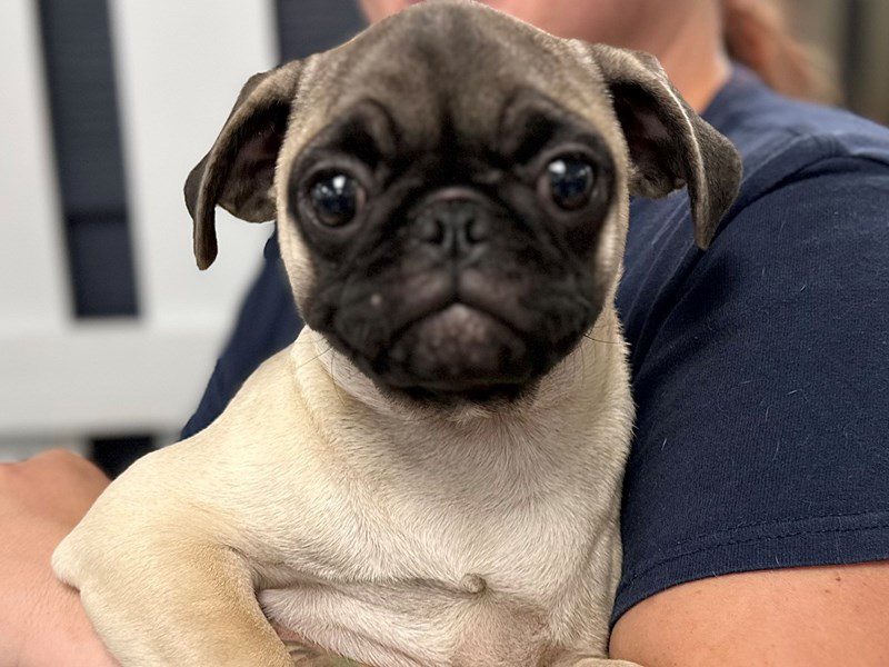 [#4197] Lena - Fawn Female Pug Puppies for Sale