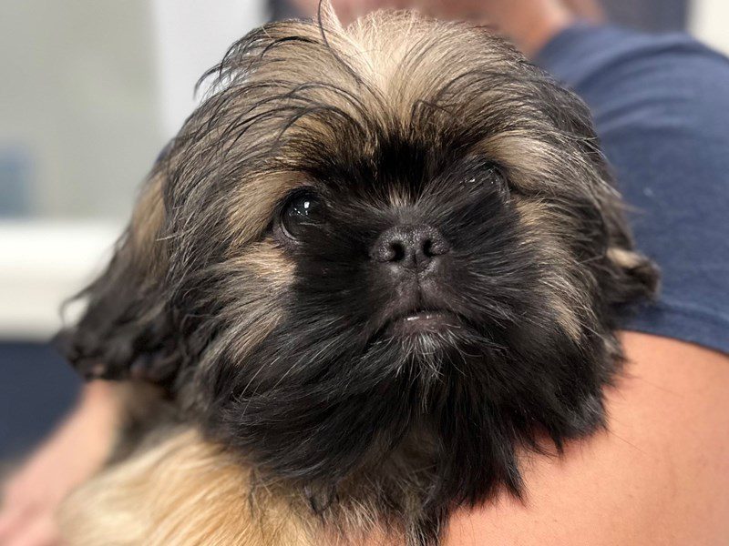 [#4190] Jay - Brown and black Male Shih Tzu Puppies for Sale