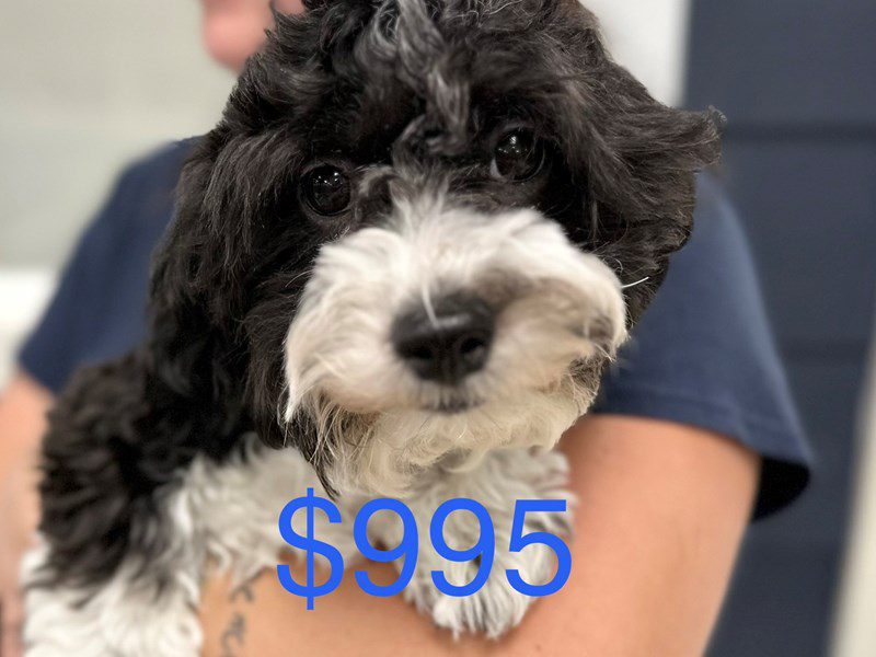 [#4118] Rex - Black and white Male Teddy Bear (Shihchon) Puppies for Sale
