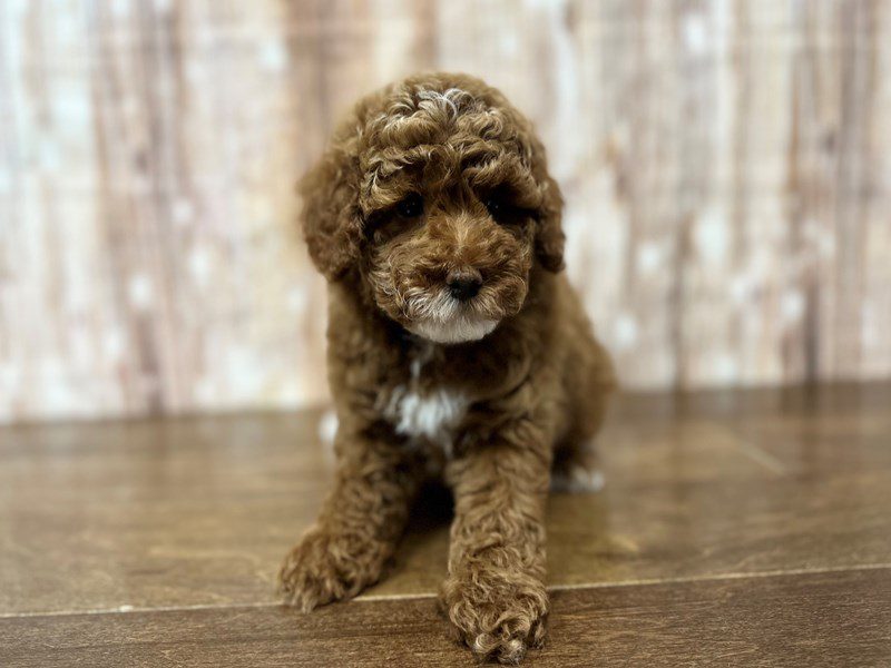 Miniature Poodle Dog Male Red and white 4129