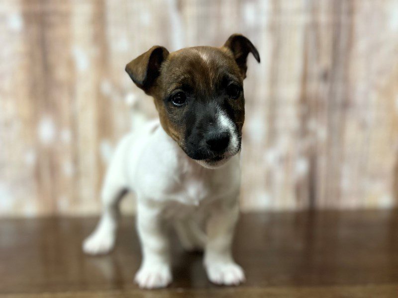 Jack Russell Terrier Dog Male Brown and white 4223
