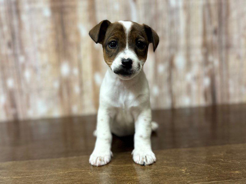 Jack Russell Terrier Dog Female Brown and white 4224