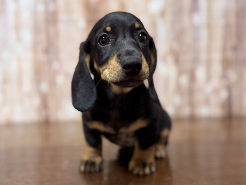 Dachshund Dog Male Black and tan 4258