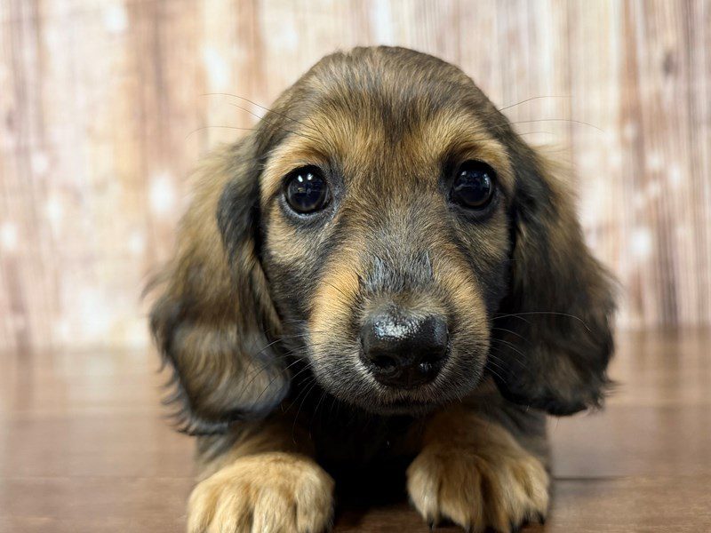 Dachshund Dog Female Brown and black 4257