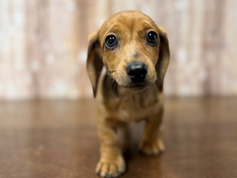Dachshund Dog Female Dapple 4259