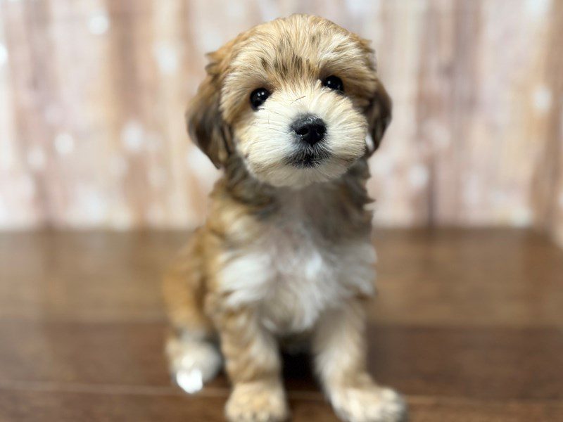 Morkie (Yorkshire Terrier X Maltese) Dog Female Brown and white 4274