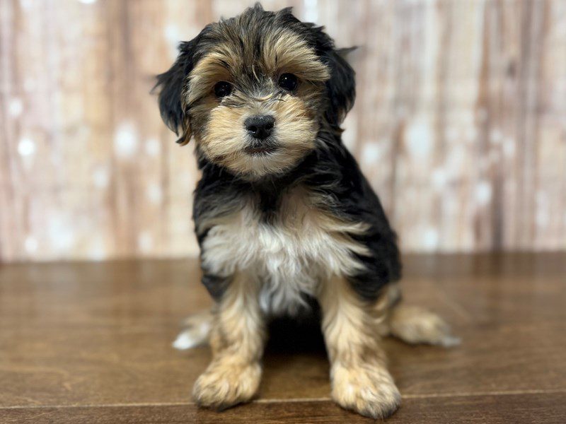 Morkie (Yorkshire Terrier X Maltese) Dog Male Black and tan with white 4271