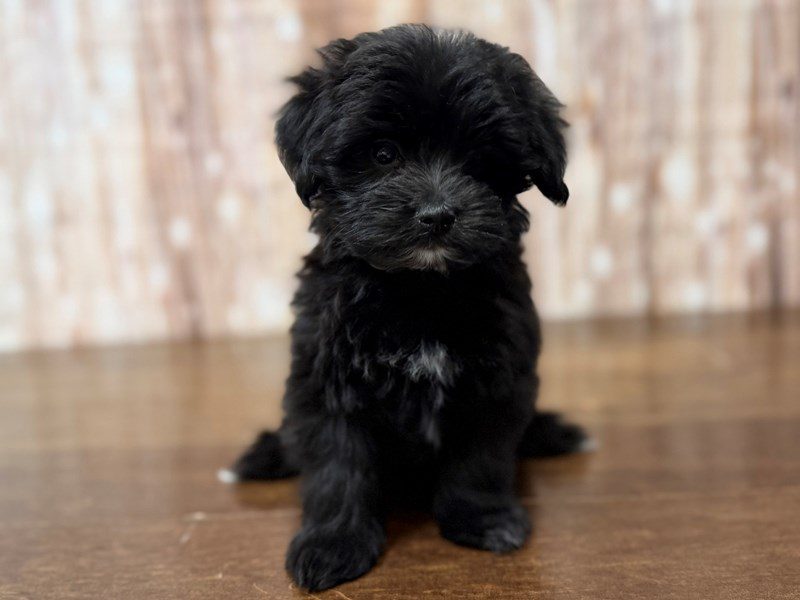 Morkie (Yorkshire Terrier X Maltese) Dog Male Black 4272