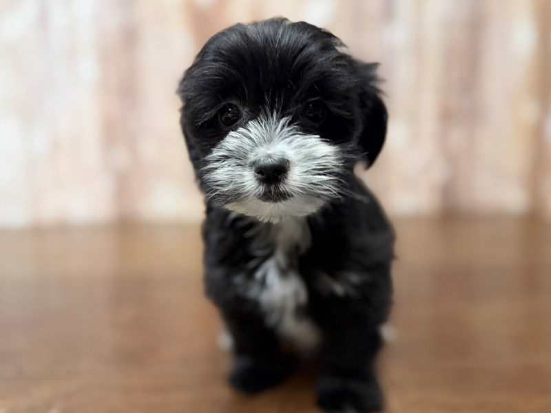 Morkie (Yorkshire Terrier X Maltese) Dog Female Black and white 4273