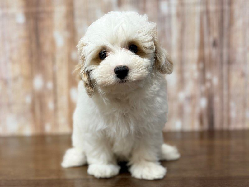 [#4270] Sunny - White and tan Male Maltipoo Puppies for Sale