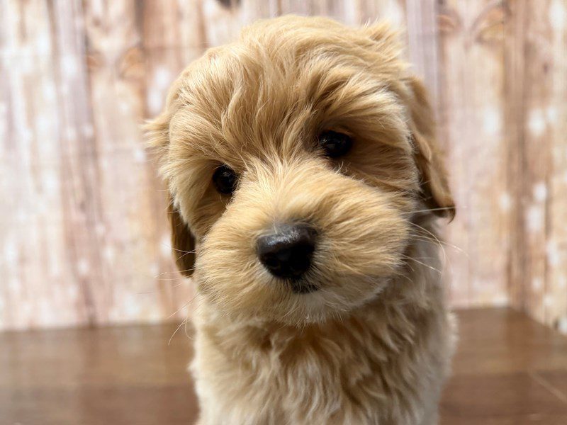 [#4269] Braxton - Apricot Male Maltipoo Puppies for Sale