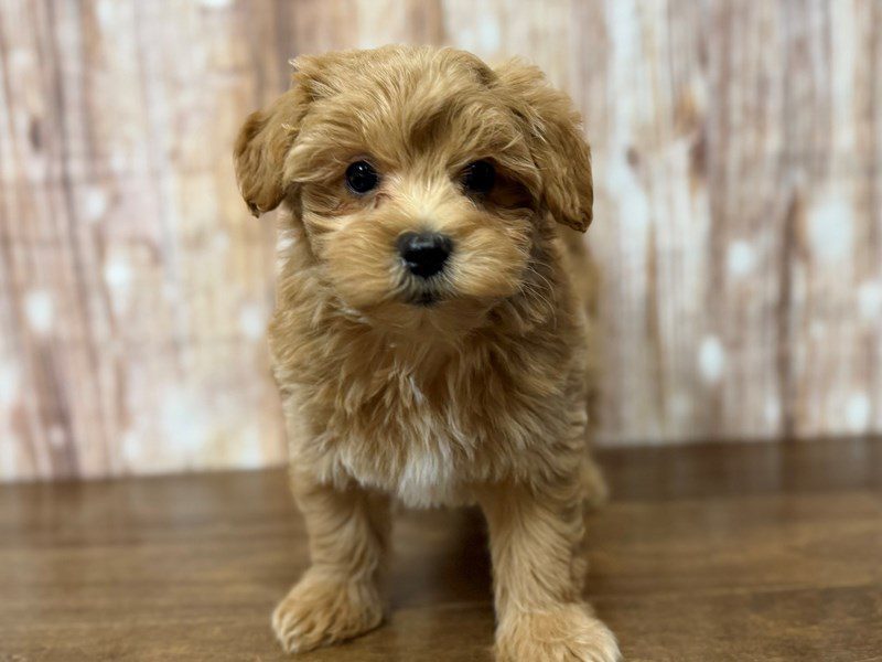 [#4268] Vinny - Apricot Male Maltipoo Puppies for Sale