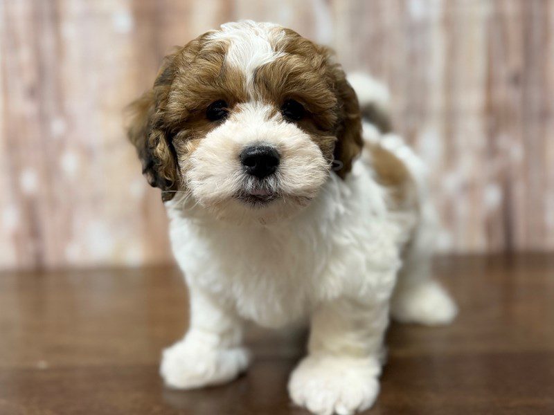 [#4263] Rory - Brown and white Male Teddy Bear (Shihchon) Puppies for Sale