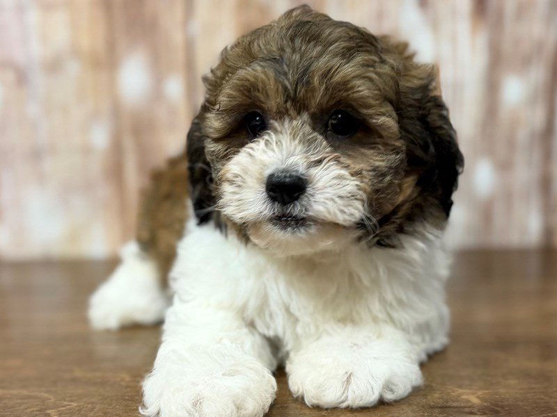[#4261] Vera - Brown and white Female Teddy Bear (Shihchon) Puppies for Sale