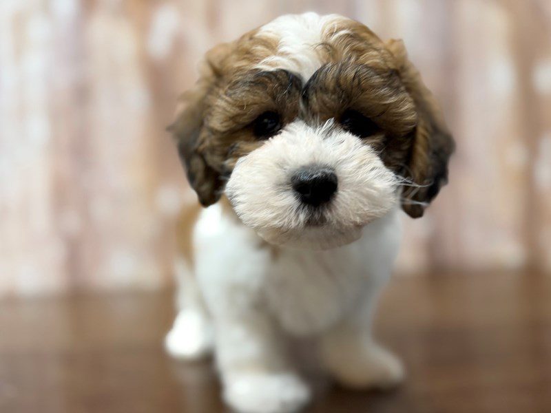 [#4260] Ivy - Brown and white Female Teddy Bear (Shihchon) Puppies for Sale