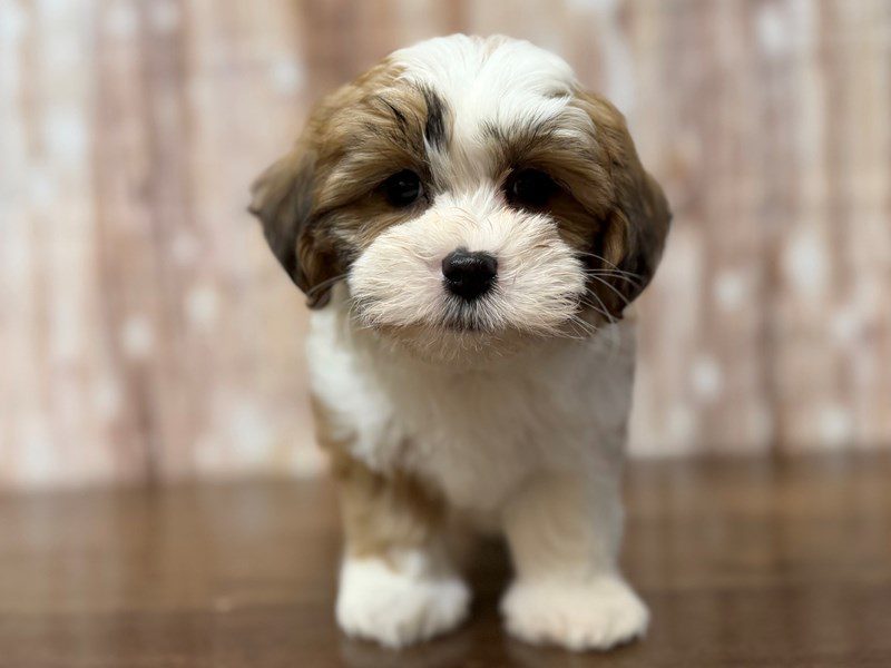[#4262] Nora - Brown and white Female Teddy Bear (Shihchon) Puppies for Sale