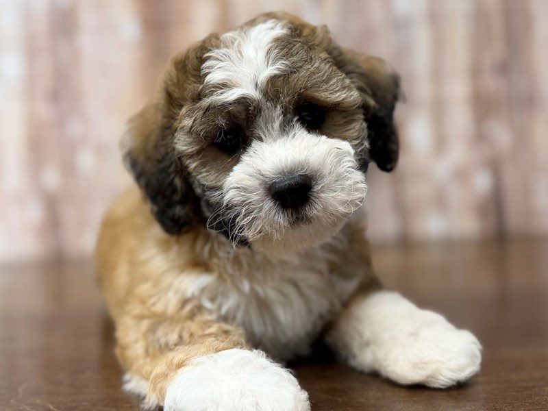 [#4267] Ryland - Brown and white Male Teddy Bear (Shihchon) Puppies for Sale