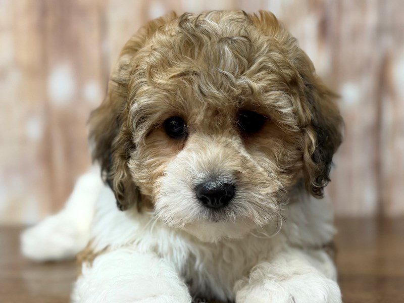 [#4266] Banker - Brown and white Male Teddy Bear (Shihchon) Puppies for Sale