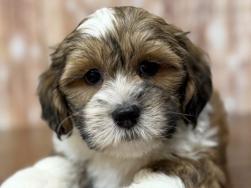[#4265] Ryker - Brown and white Male Teddy Bear (Shihchon) Puppies for Sale