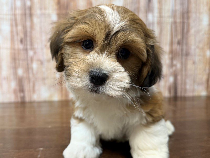 [#4264] Rowan - Brown and white Male Teddy Bear (Shihchon) Puppies for Sale