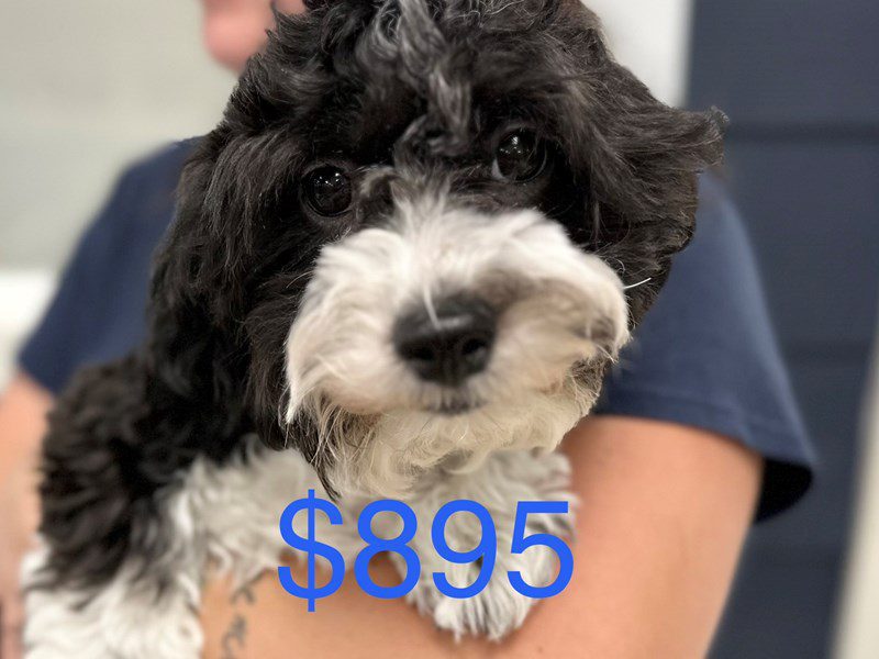 Teddy Bear (Shihchon) Dog Male Black and white 4118