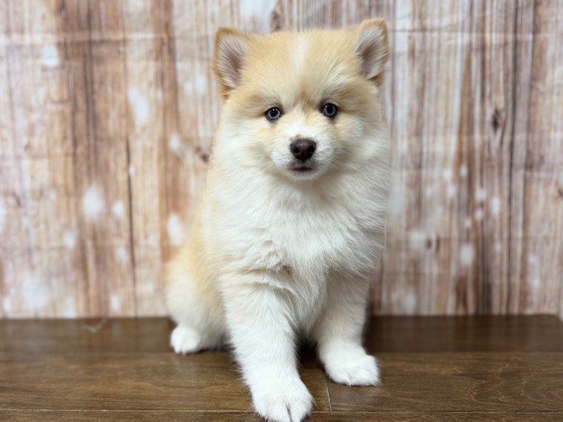 [#4275] Edward - Cream Male Pomsky Puppies for Sale