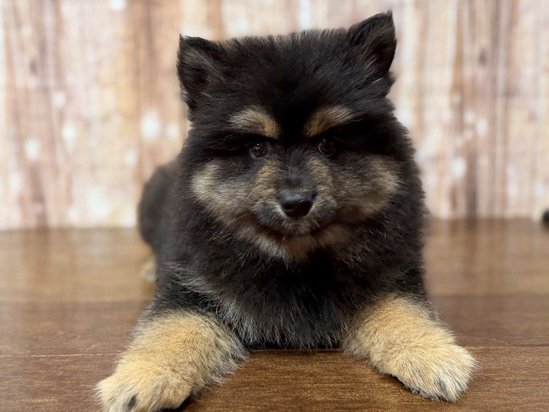 [#4276] Daphne - Black and brown Female Pomsky Puppies for Sale